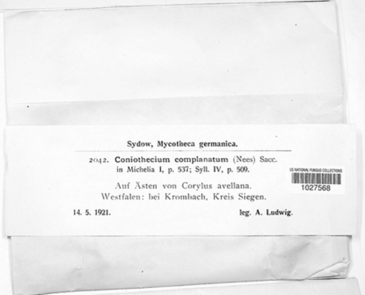 Coniothecium complanatum image